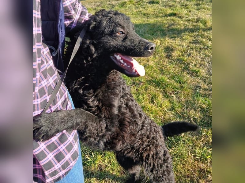 Rudy ein perfekter Familienhund