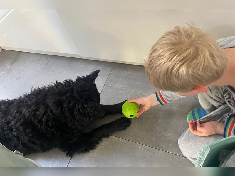 Rudy ein perfekter Familienhund