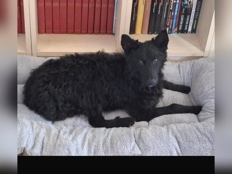 Bony ein absoluter Engel auf 4 Pfoten