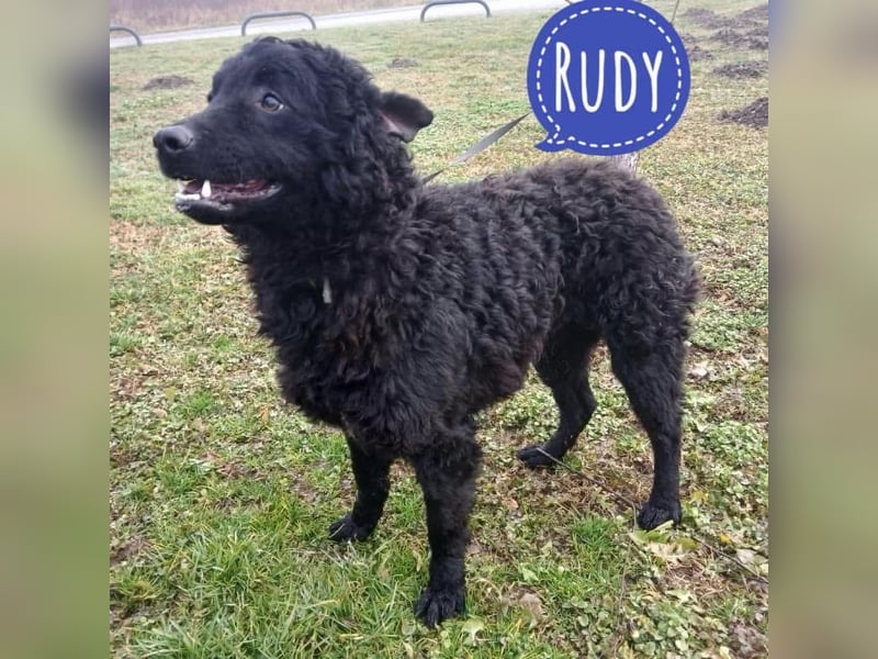 Rudy ein perfekter Familienhund