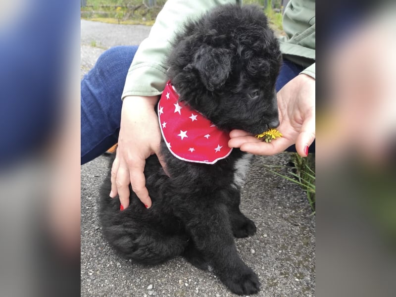 Teddy ein süßer Spatz