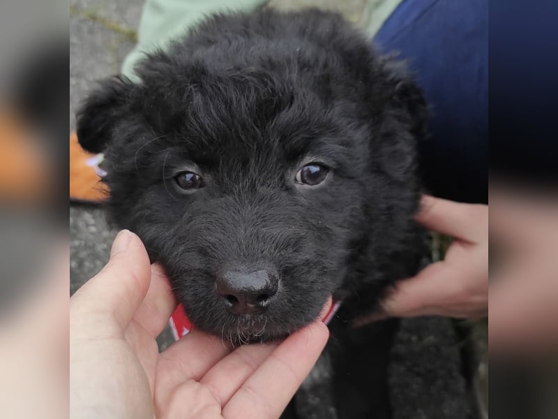 Teddy ein süßer Spatz