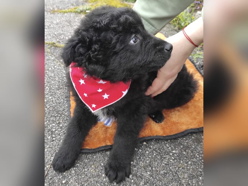 Teddy ein süßer Spatz