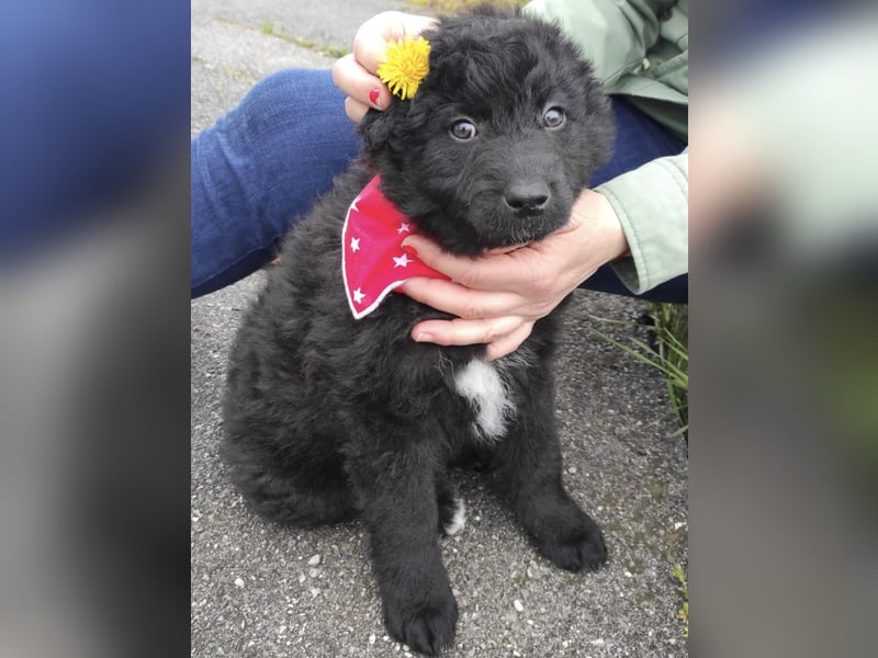 Teddy ein süßer Spatz