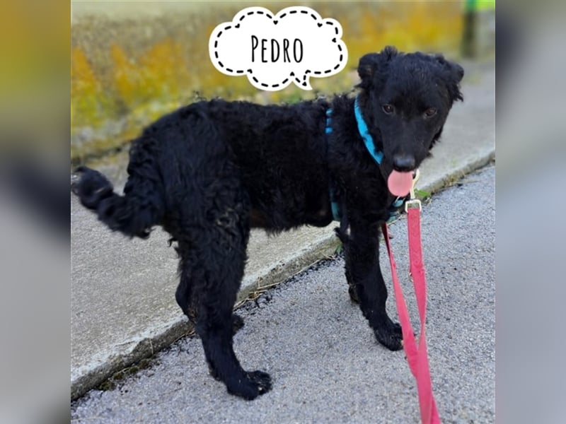 Katzenfreundlicher Pedro