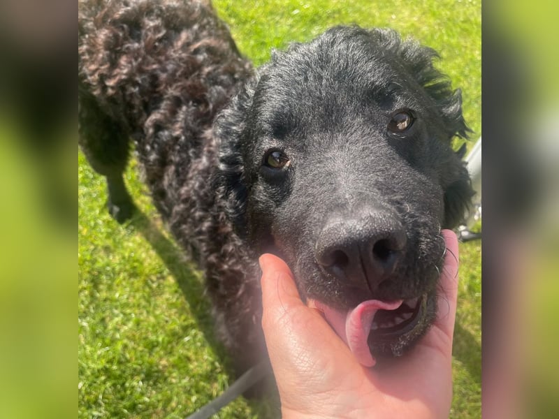 Rudy ein perfekter Familienhund