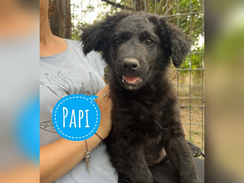 Papi ein Wunderbub