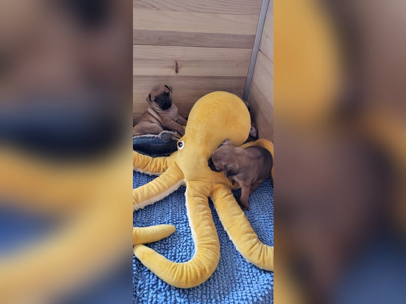 Wunderschöne Retro-Mops Welpen Rüden Ahnentafel