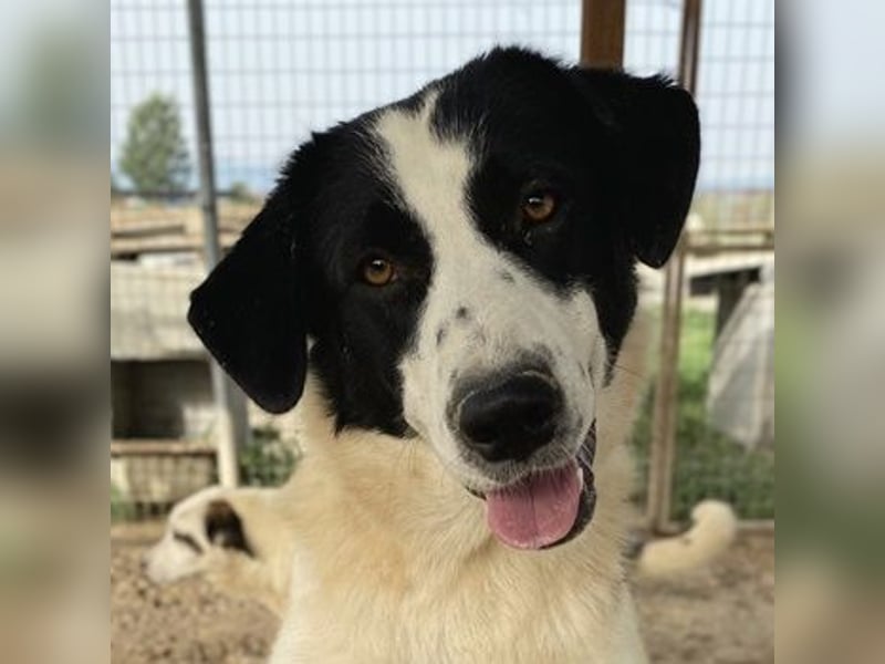 Leoni, geb. ca. 06/2023, lebt in GRIECHENLAND, im städt. Tierheim Serres