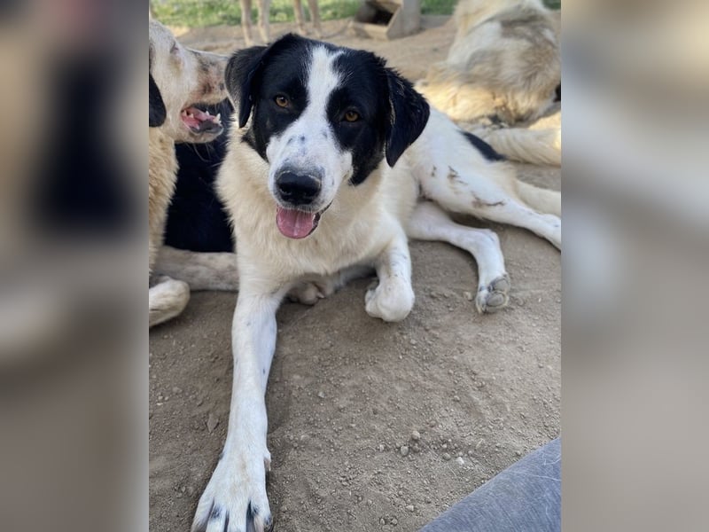 Leoni, geb. ca. 06/2023, lebt in GRIECHENLAND, im städt. Tierheim Serres