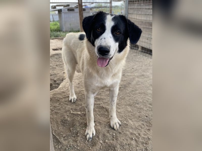 Leoni, geb. ca. 06/2023, lebt in GRIECHENLAND, im städt. Tierheim Serres