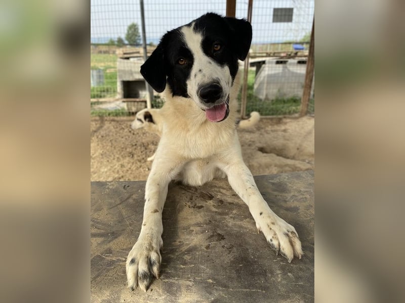 Leoni, geb. ca. 06/2023, lebt in GRIECHENLAND, im städt. Tierheim Serres