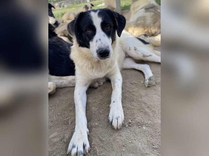 Leoni, geb. ca. 06/2023, lebt in GRIECHENLAND, im städt. Tierheim Serres