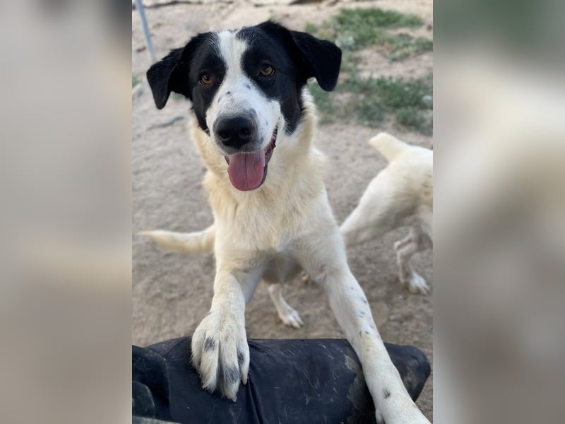 Leoni, geb. ca. 06/2023, lebt in GRIECHENLAND, im städt. Tierheim Serres