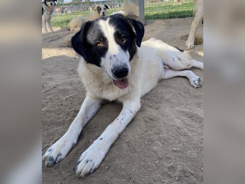 Leoni, geb. ca. 06/2023, lebt in GRIECHENLAND, im städt. Tierheim Serres