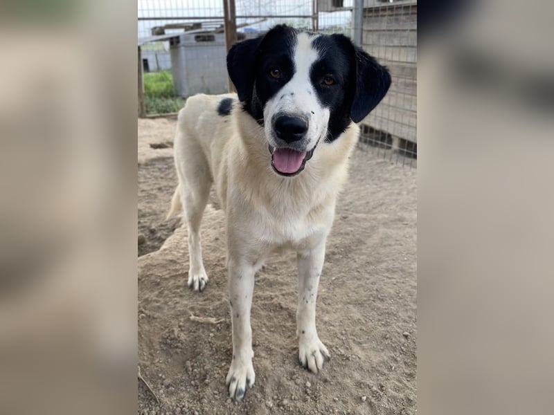 Leoni, geb. ca. 06/2023, lebt in GRIECHENLAND, im städt. Tierheim Serres