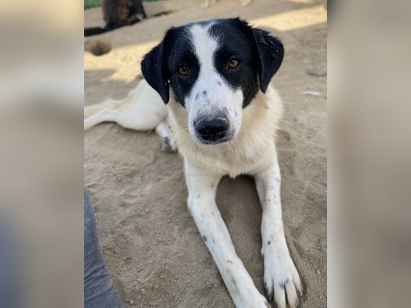 Leoni, geb. ca. 06/2023, lebt in GRIECHENLAND, im städt. Tierheim Serres