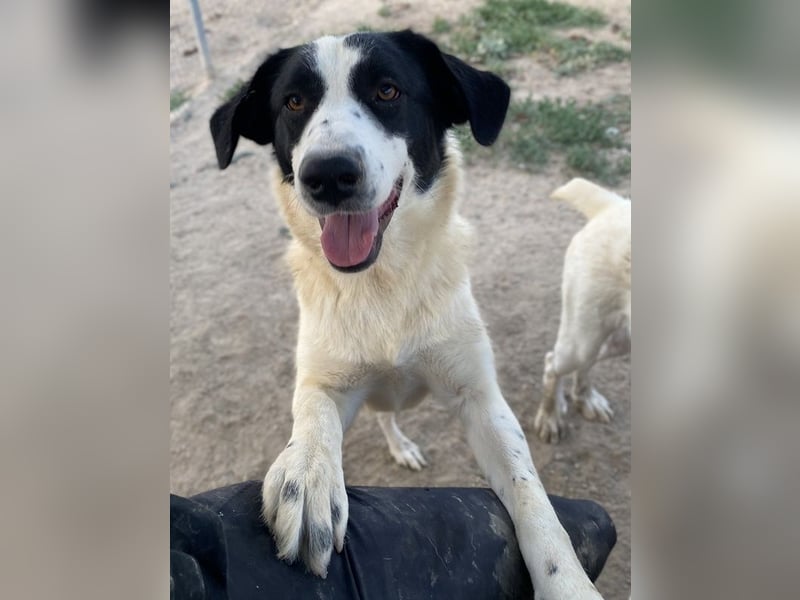 Leoni, geb. ca. 06/2023, lebt in GRIECHENLAND, im städt. Tierheim Serres