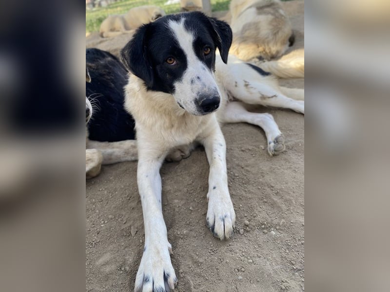 Leoni, geb. ca. 06/2023, lebt in GRIECHENLAND, im städt. Tierheim Serres