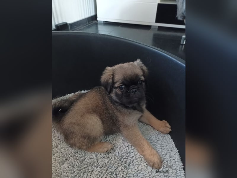 Nur noch 1 altdeutscher Mopswelpe, frei atmend, mit Stammbaum