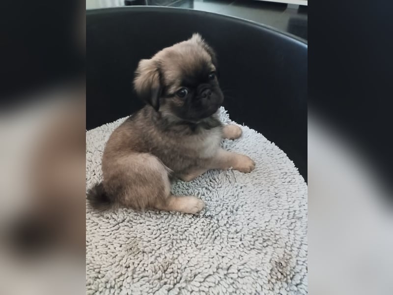 Nur noch 1 altdeutscher Mopswelpe, frei atmend, mit Stammbaum