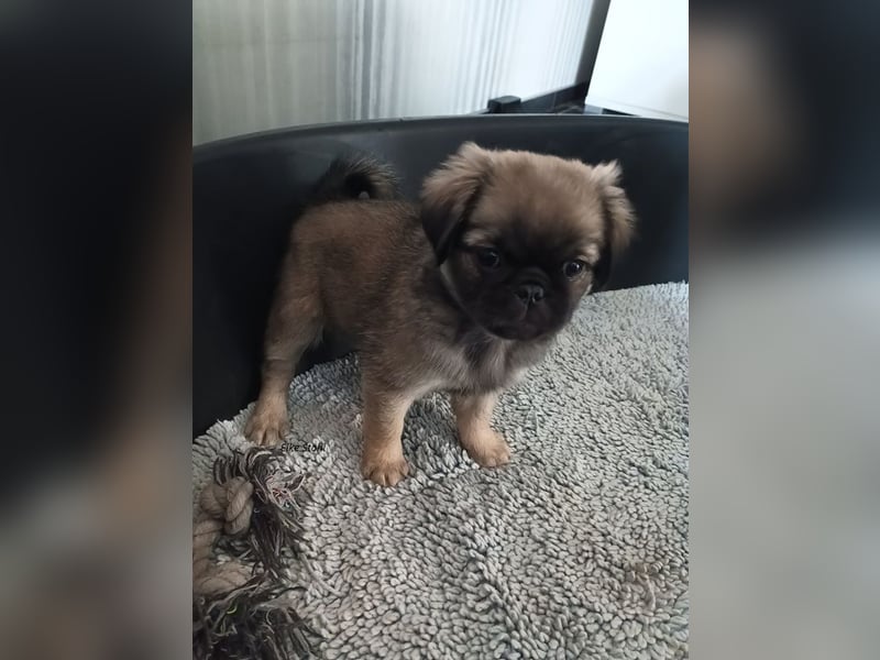 Nur noch 1 altdeutscher Mopswelpe, frei atmend, mit Stammbaum