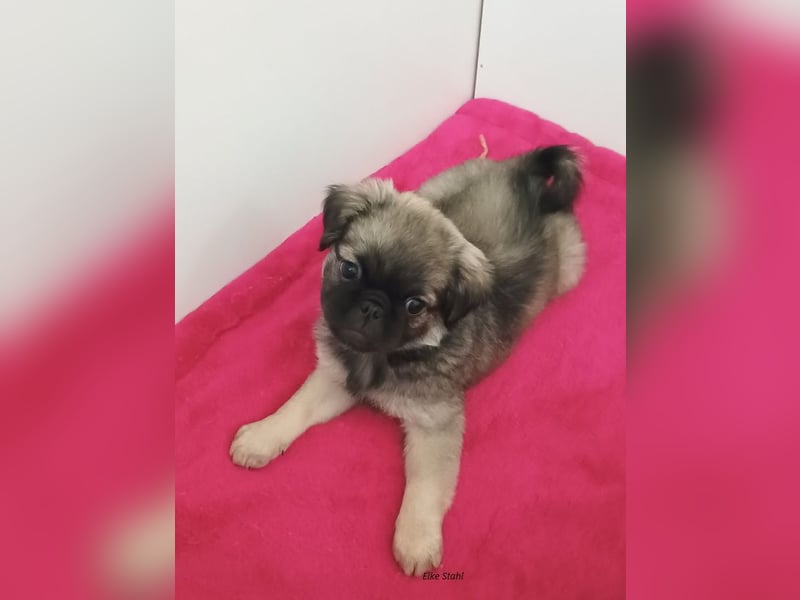 Nur noch 1 altdeutscher Mopswelpe, frei atmend, mit Stammbaum