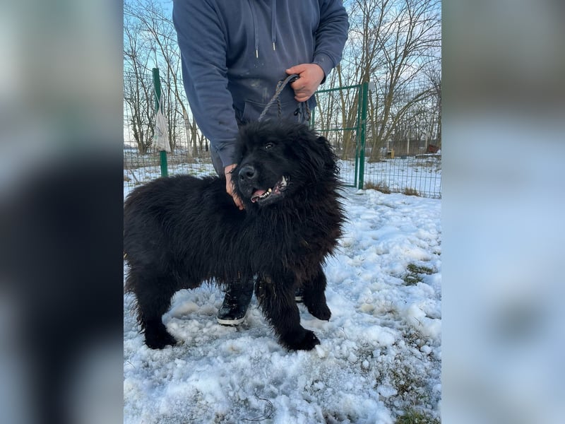 Malakai, geboren 15.06.2020, 67cm sucht sein Zuhause