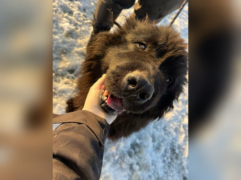 Malakai, geboren 15.06.2020, 67cm sucht sein Zuhause