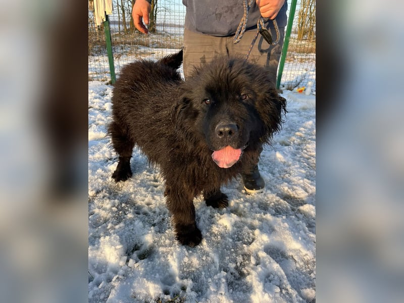 Malakai, geboren 15.06.2020, 67cm sucht sein Zuhause