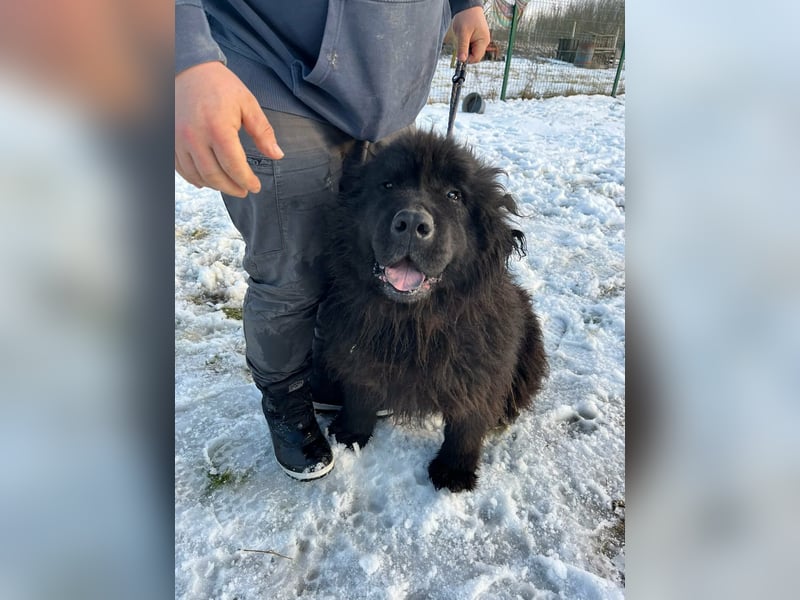 Malakai, geboren 15.06.2020, 67cm sucht sein Zuhause