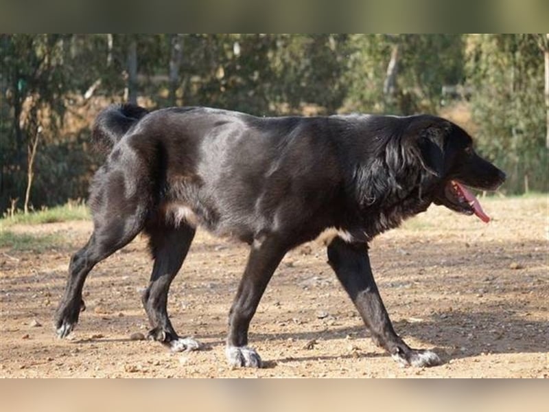 Sita (Spanien) - verschmuster Teddybär