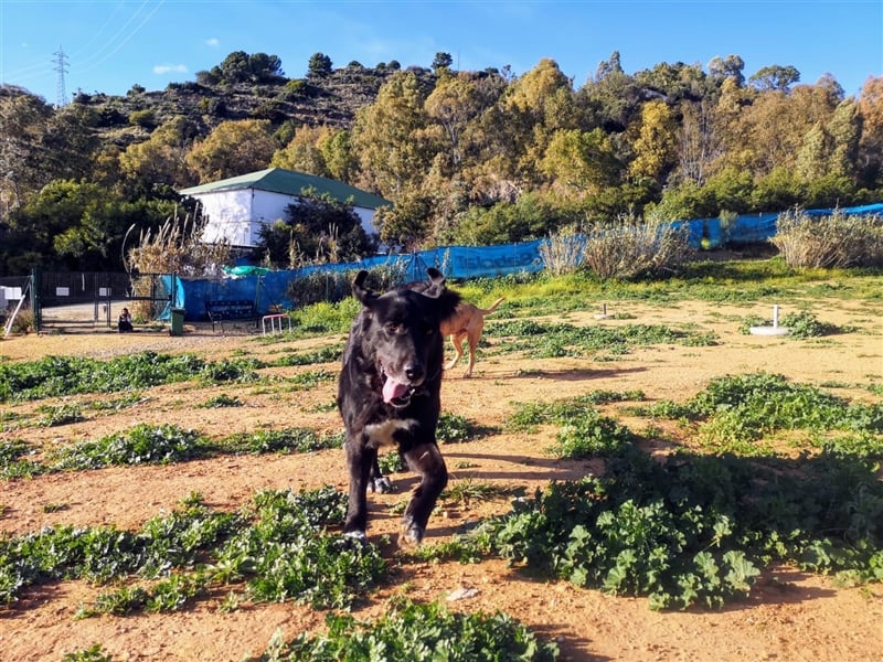 Sita (Spanien) - verschmuster Teddybär