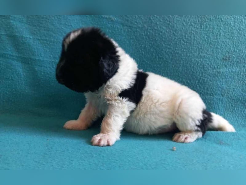 Neufundlander - Welpen mit FCI Ahnentafel