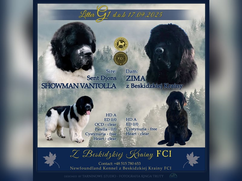 Neufundlander - Welpen mit FCI Ahnentafel