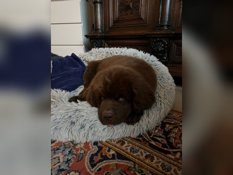 Wundervoller Neufundländer-Rüde Josef (1 Jahr) sucht ein liebevolles Zuhause