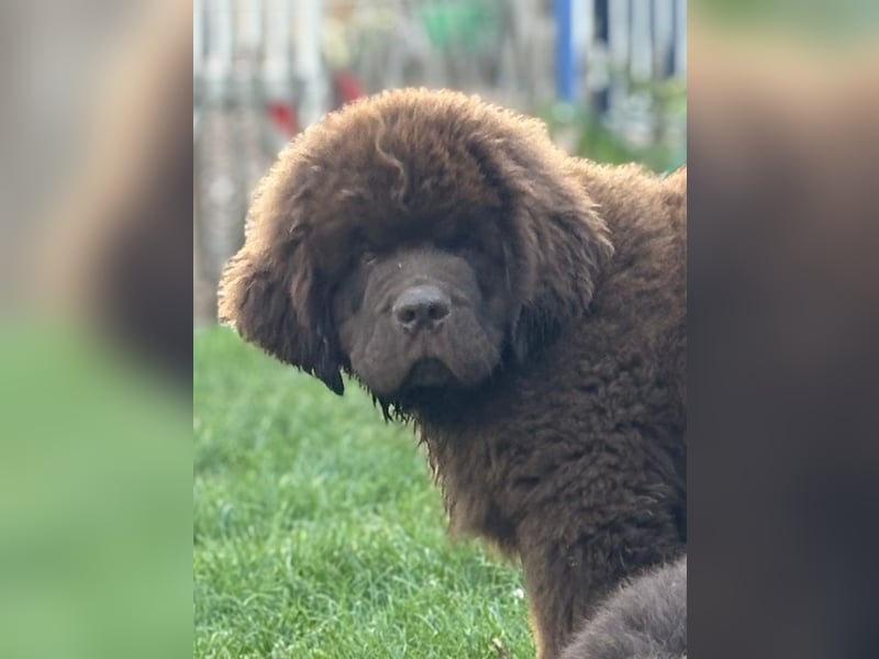 Wundervoller Neufundländer-Rüde Josef (1 Jahr) sucht ein liebevolles Zuhause !