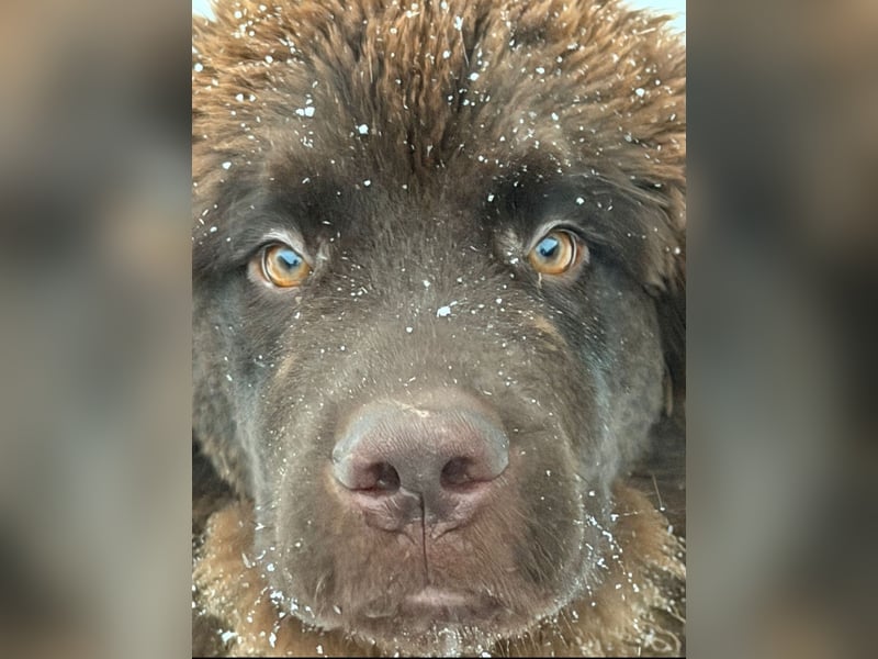 Wundervoller Neufundländer-Rüde Josef (1 Jahr) sucht ein liebevolles Zuhause