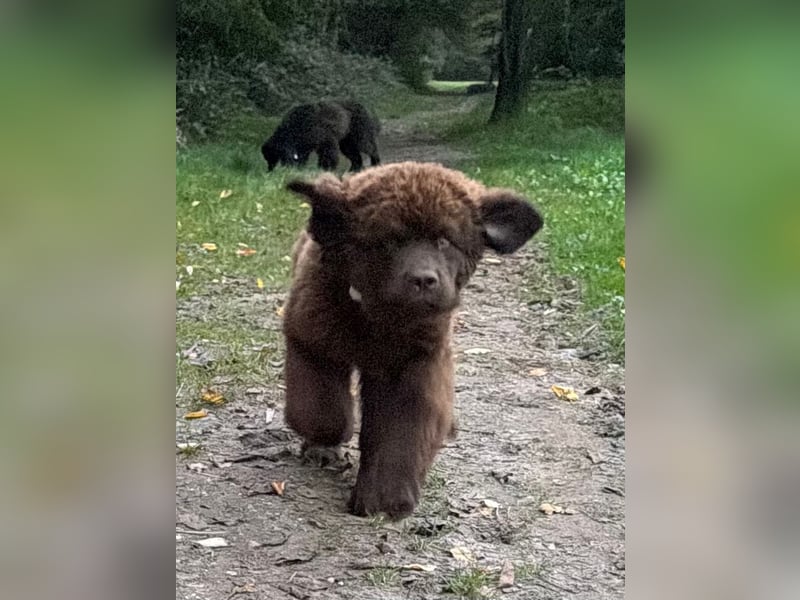 Wundervoller Neufundländer-Rüde Josef (1 Jahr) sucht ein liebevolles Zuhause !