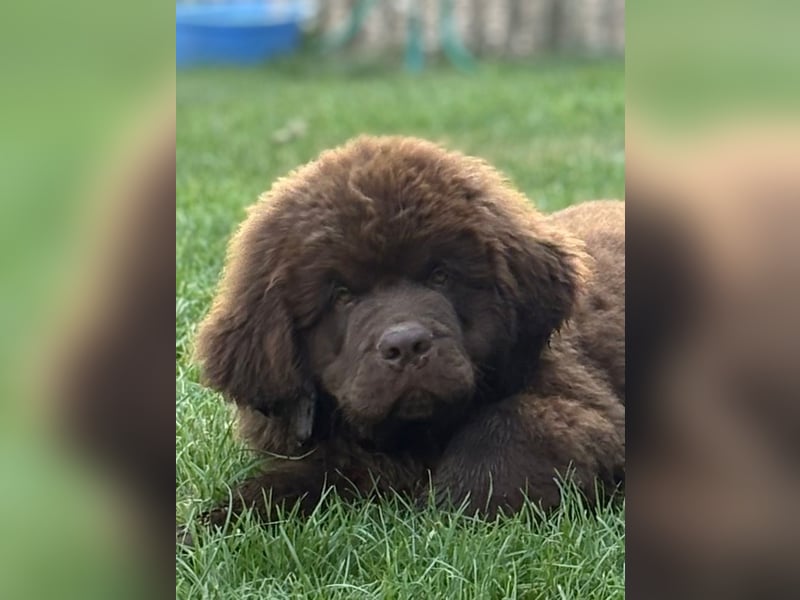 Wundervoller Neufundländer-Rüde Josef (1 Jahr) sucht ein liebevolles Zuhause