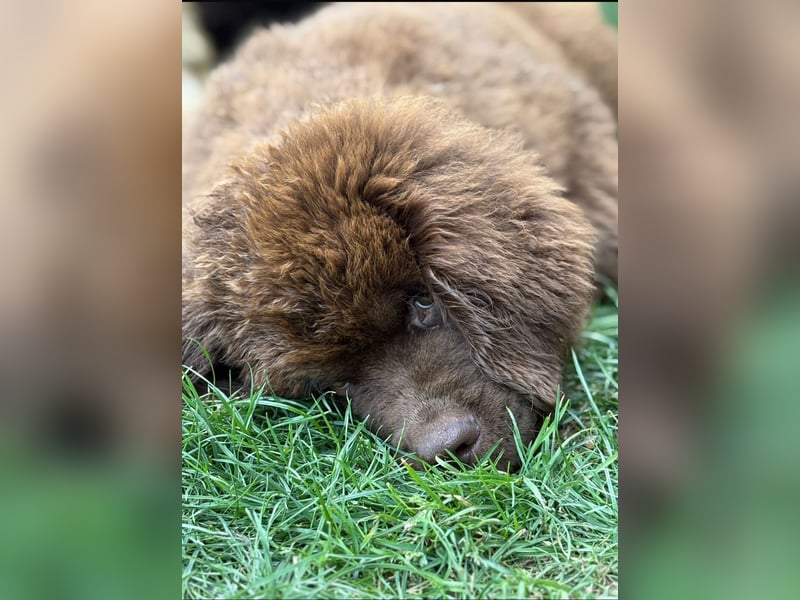 Wundervoller Neufundländer-Rüde Josef (1 Jahr) sucht ein liebevolles Zuhause !