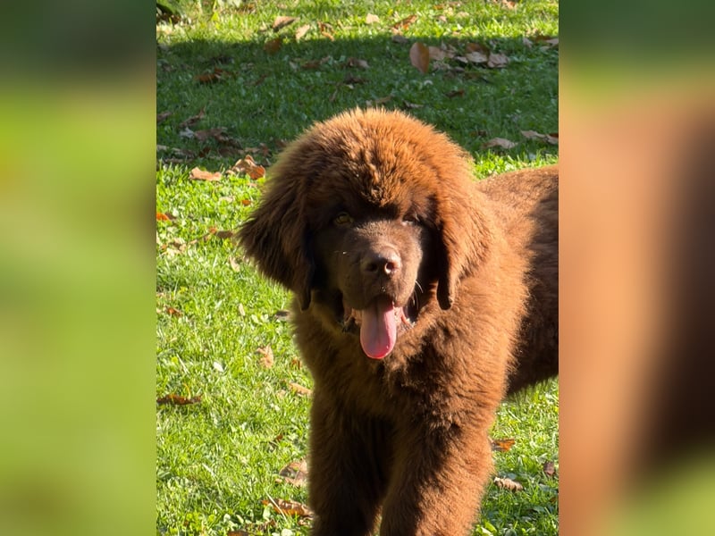 Wundervoller Neufundländer-Rüde Josef (1 Jahr) sucht ein liebevolles Zuhause