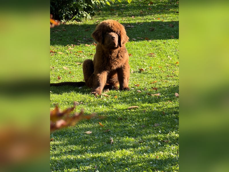 Wundervoller Neufundländer-Rüde Josef (1 Jahr) sucht ein liebevolles Zuhause !