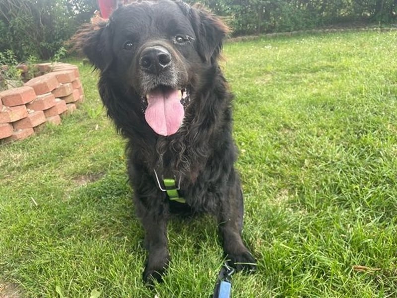 Nanu, Labrador Neufundländer Mix, geb 2013, su. enenerdiges Zuhause