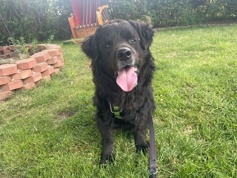 Nanu, Labrador Neufundländer Mix, geb 2013, su. enenerdiges Zuhause