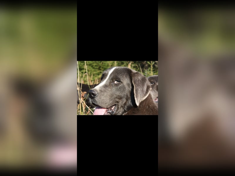 Neufundländer Mix Rüde sucht ruhiges Zuhause