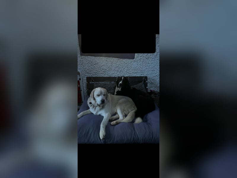 Neufundländer Mix Rüde sucht ruhiges Zuhause