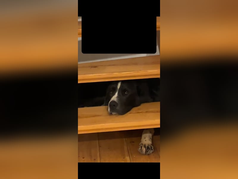 Neufundländer Mix Rüde sucht ruhiges Zuhause