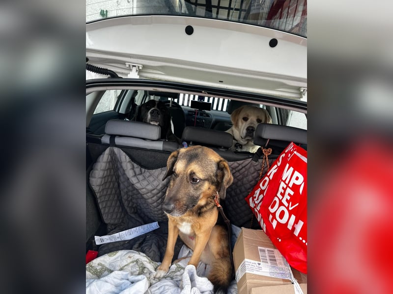 Neufundländer Mix Rüde sucht ruhiges Zuhause