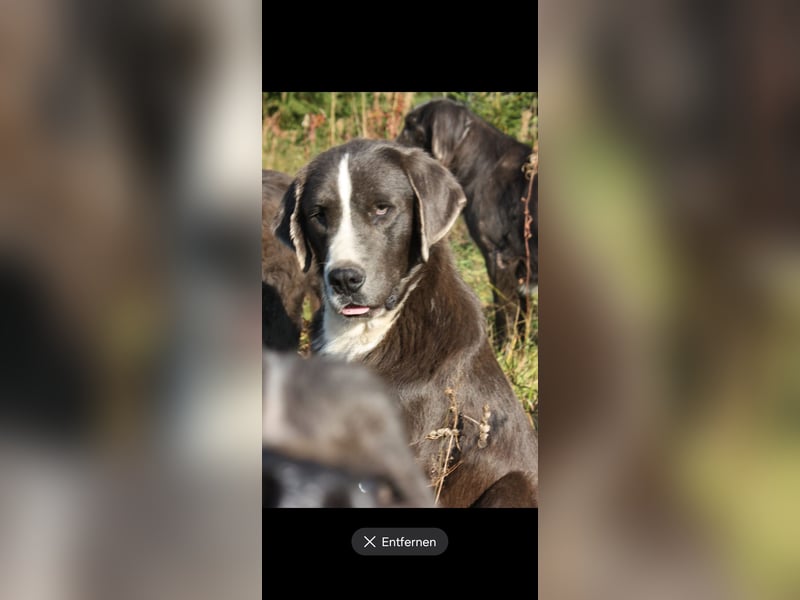 Neufundländer Mix Rüde sucht ruhiges Zuhause